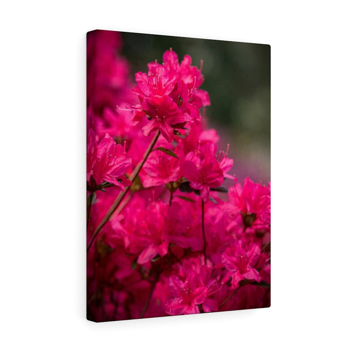 Full Bloom - Canvas