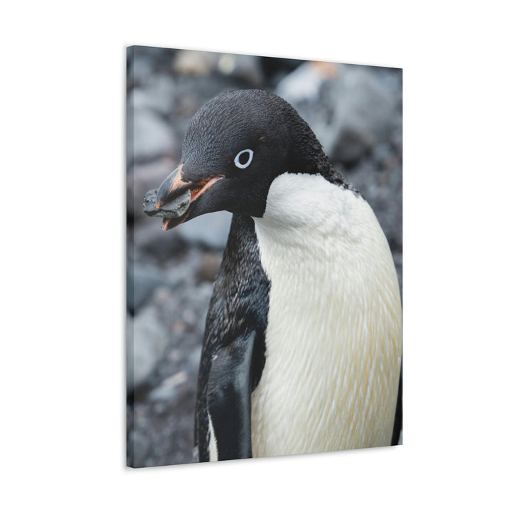 A Penguin's Pebble - Canvas