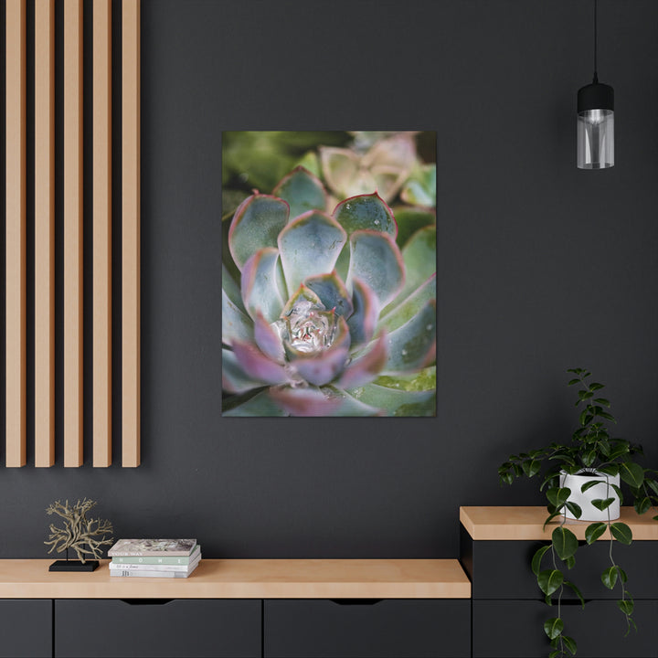 Stunning Succulent - Canvas