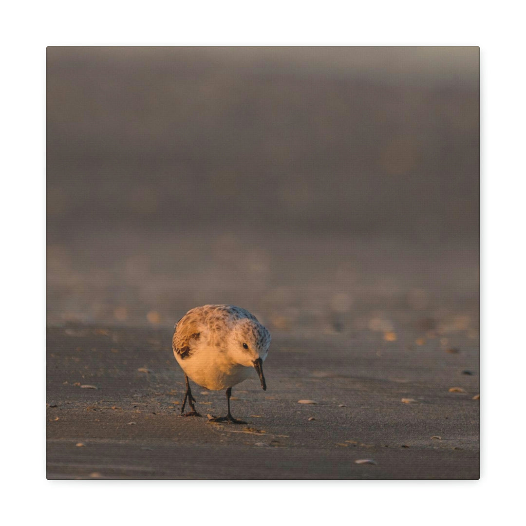 Feeding Sanderling - Canvas