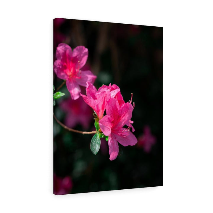 Standout Azalea - Canvas