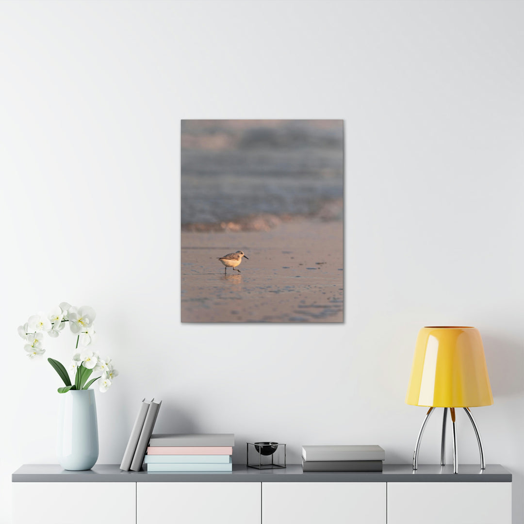 Sanderling in Soft Dusk Light - Canvas