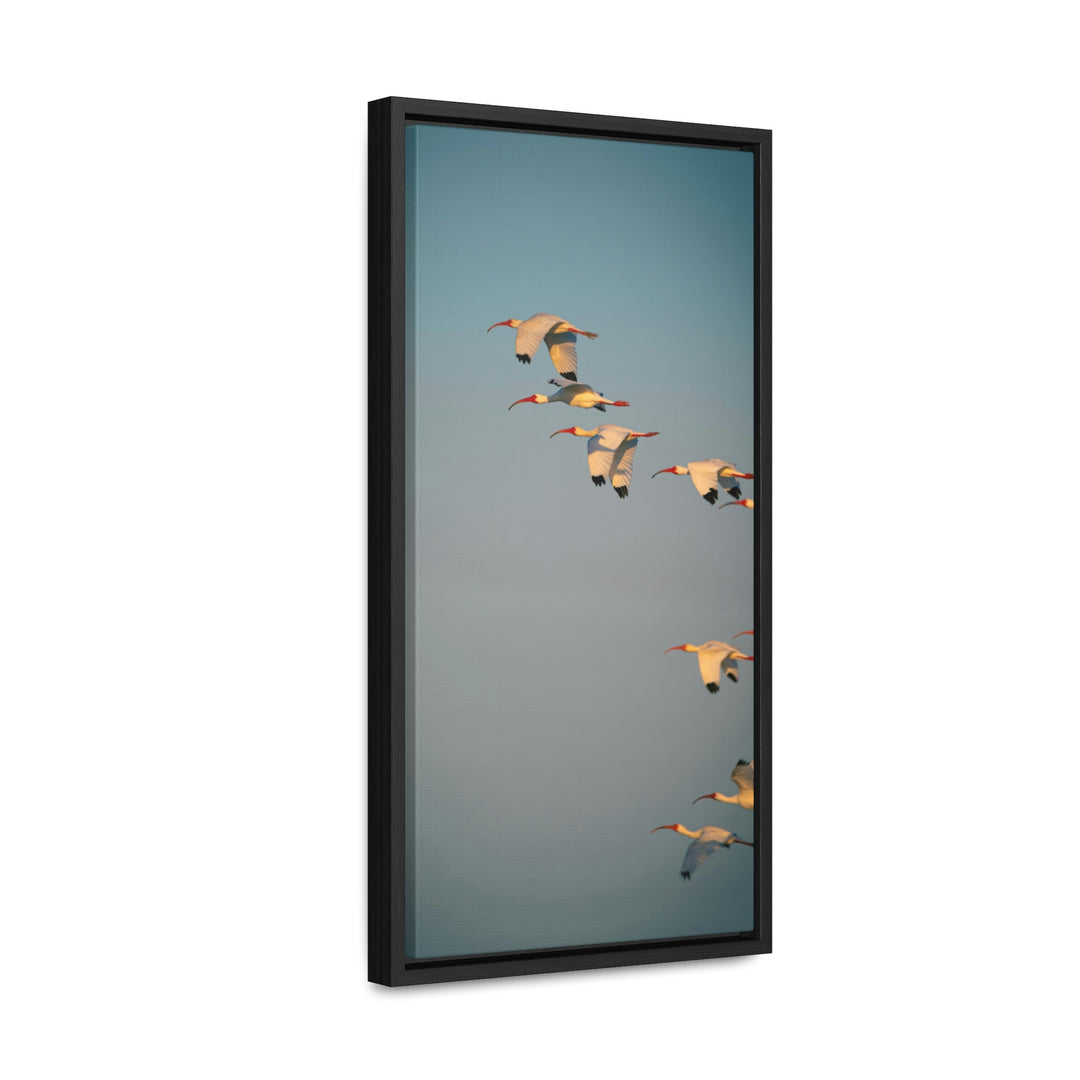 White Ibis in Flight - Canvas with Frame