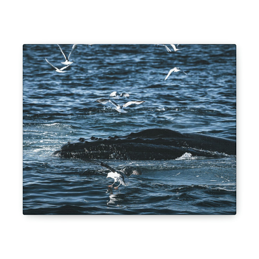 Humpback Hello - Canvas