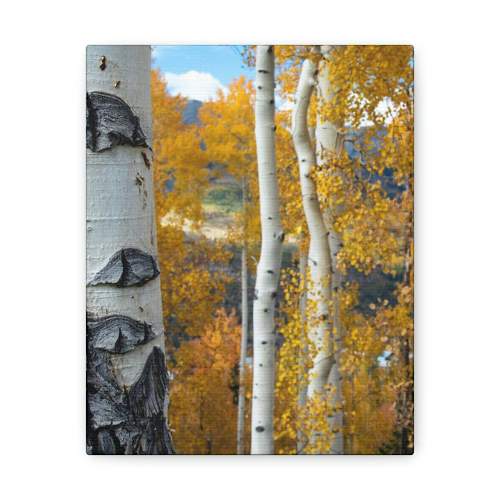 Aspens Changing - Canvas