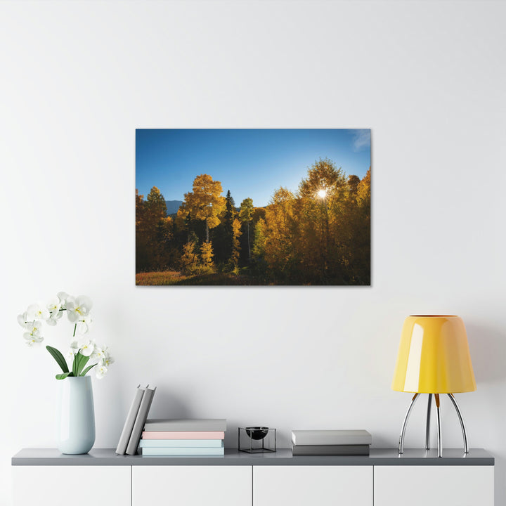 Sun Through the Aspens - Canvas