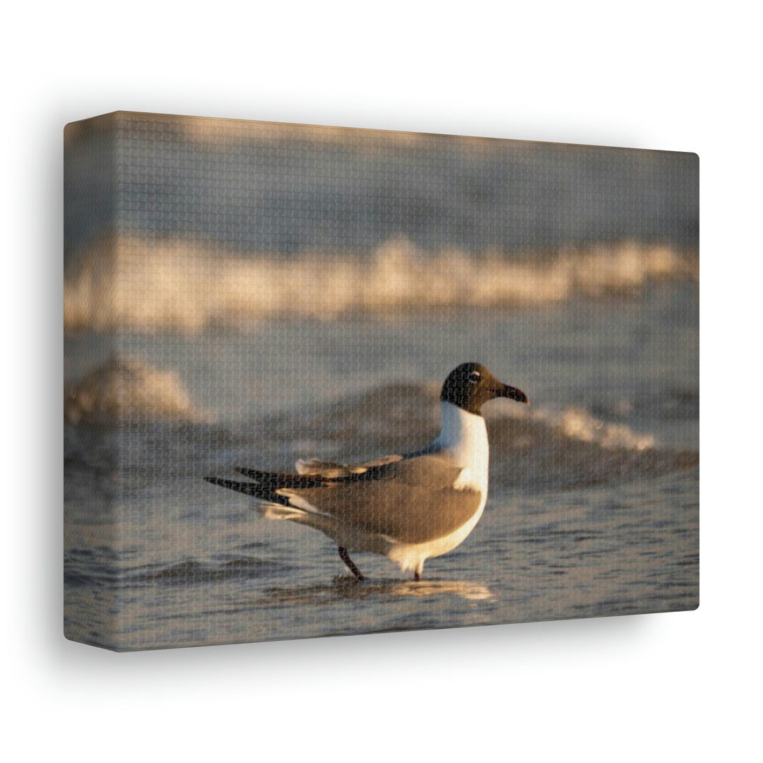 Laughing Gull in the Surf - Canvas