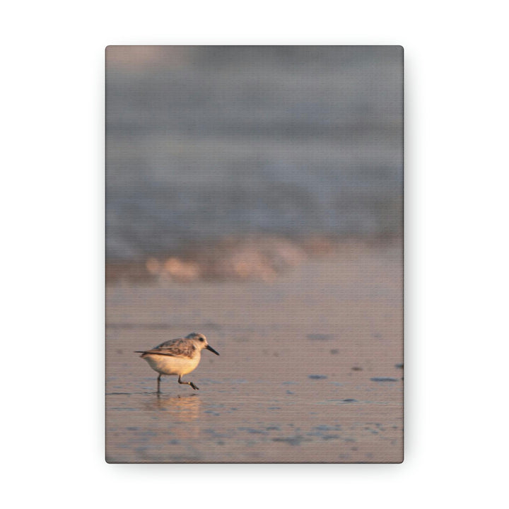 Sanderling in Soft Dusk Light - Canvas