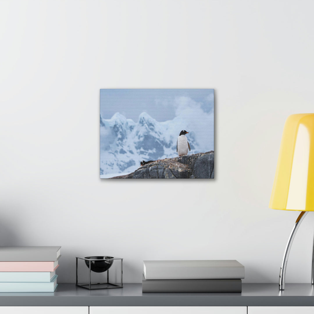 Poised Penguin - Canvas