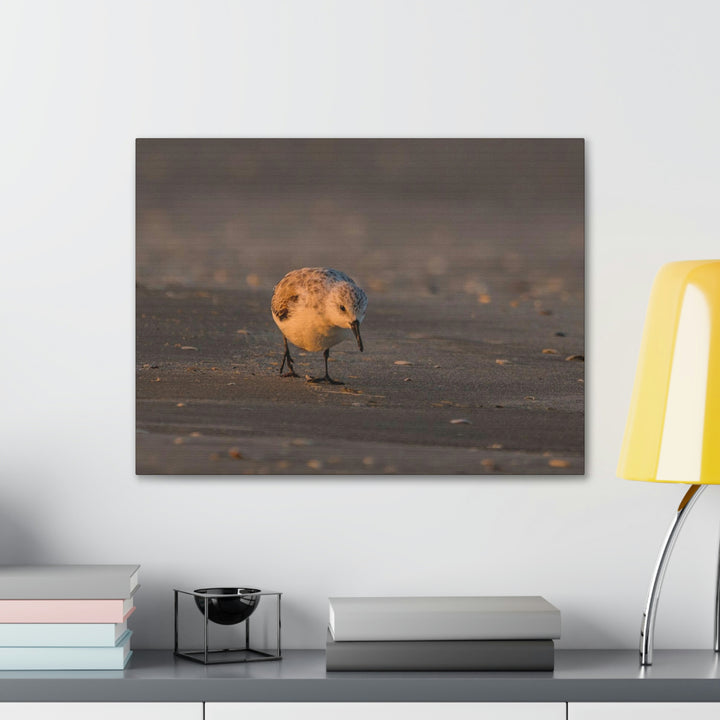 Feeding Sanderling - Canvas