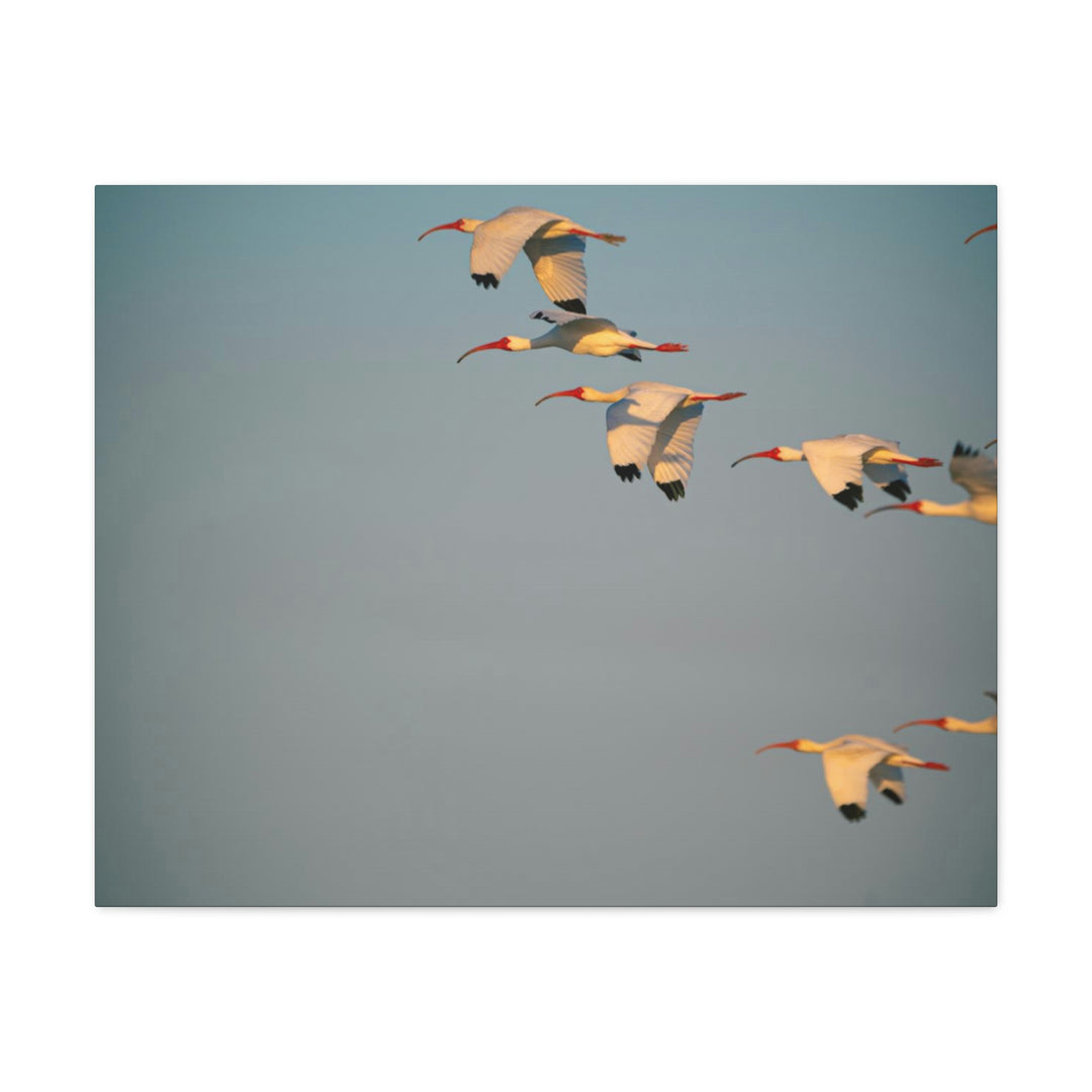 White Ibis in Flight - Canvas