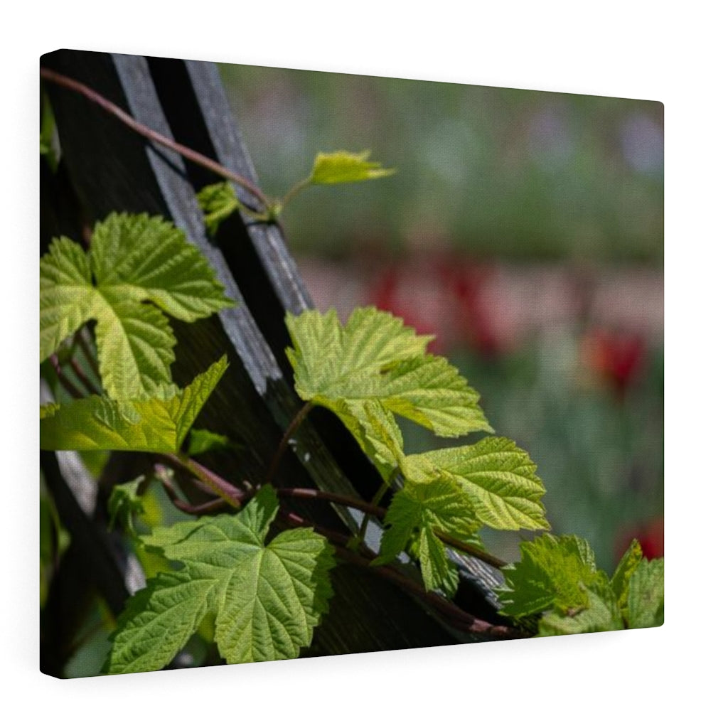 Ivy-Covered Fence - Canvas