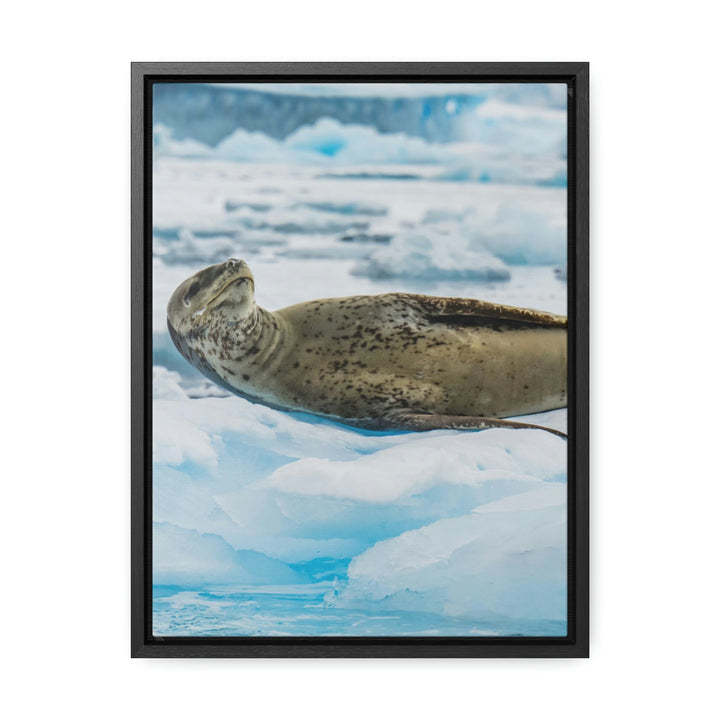 Leopard Seal Relaxing - Canvas with Frame