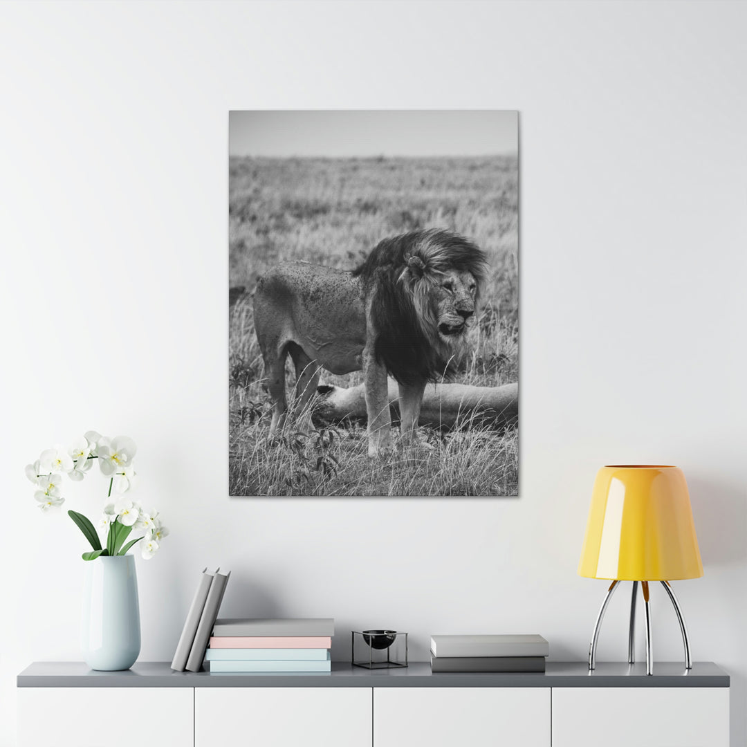 Mating Lions in Black and White - Canvas