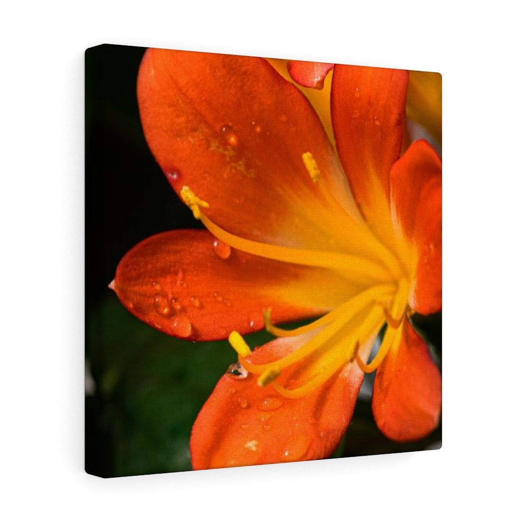 Bright Bush Lily - Canvas