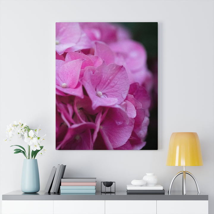 Pink Hydrangea Detail - Canvas