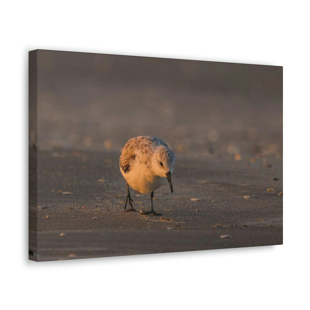 Feeding Sanderling - Canvas