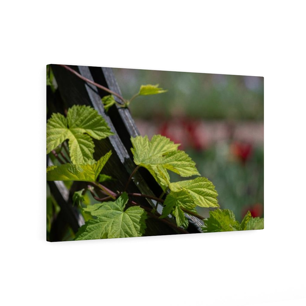 Ivy-Covered Fence - Canvas