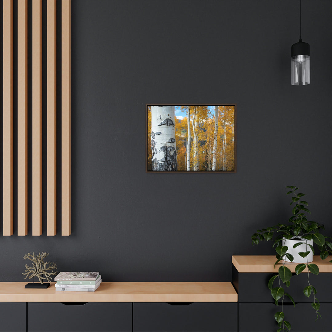 Aspens Changing - Canvas with Frame