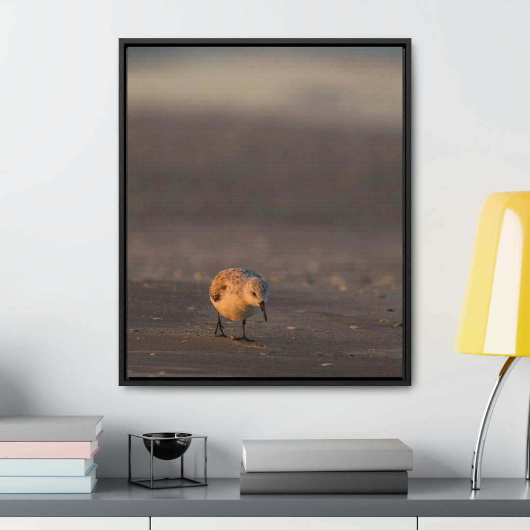 Feeding Sanderling - Canvas with Frame