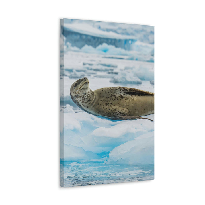 Leopard Seal Relaxing - Canvas