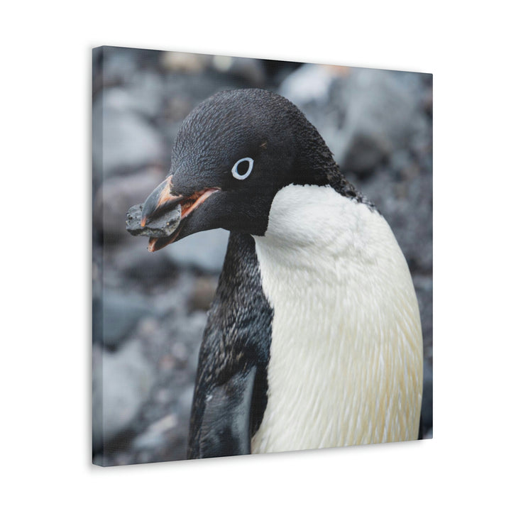 A Penguin's Pebble - Canvas