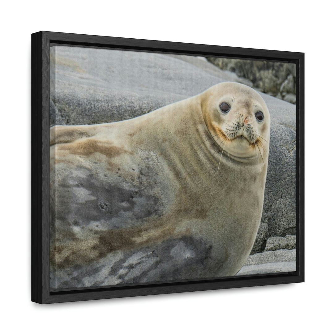 Weddell Smile - Canvas with Frame