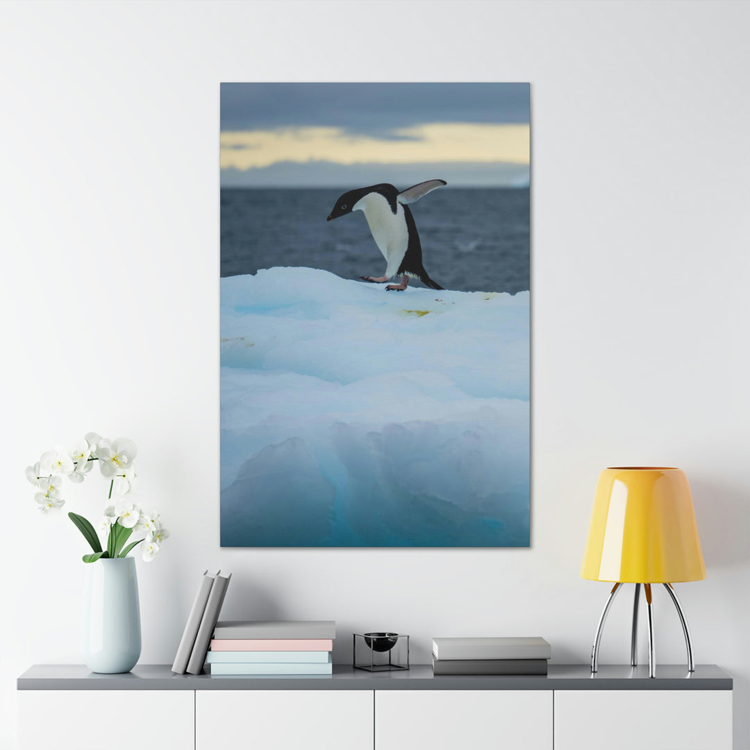 Penguin Dance - Canvas