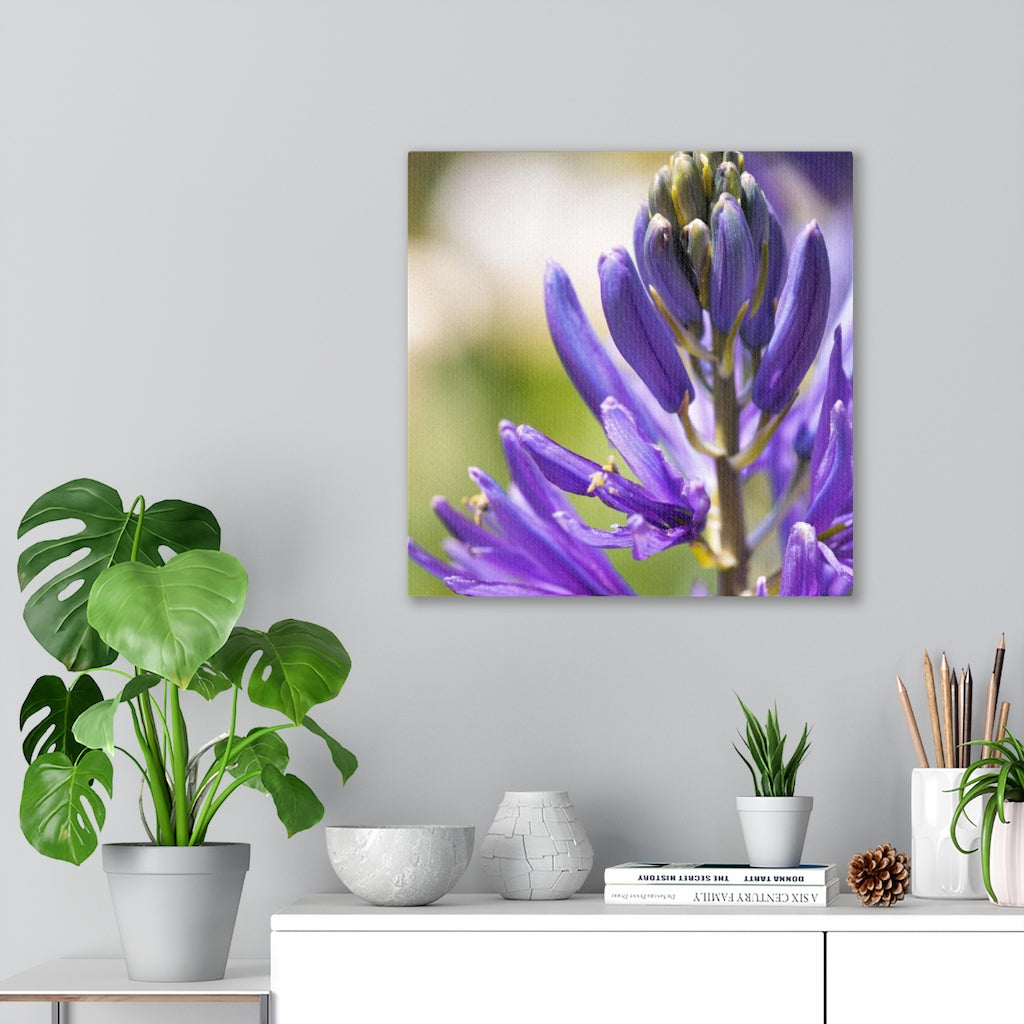 Camas in Bloom - Canvas