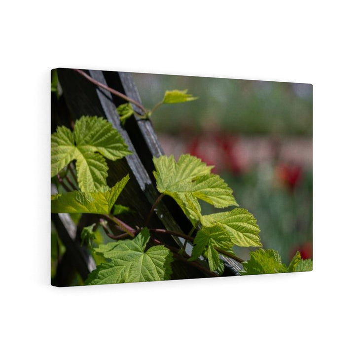 Ivy-Covered Fence - Canvas