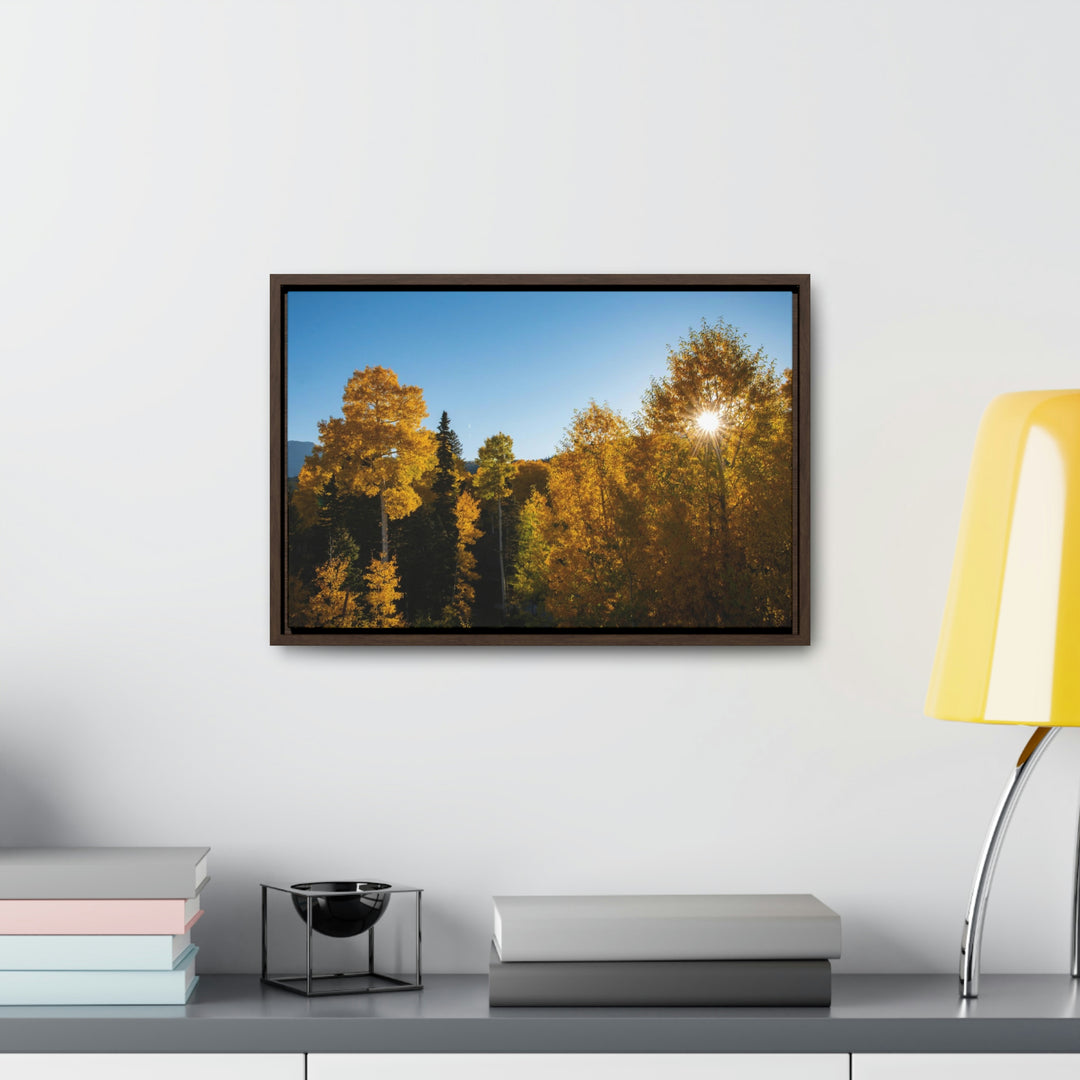 Sun Through the Aspens - Canvas with Frame