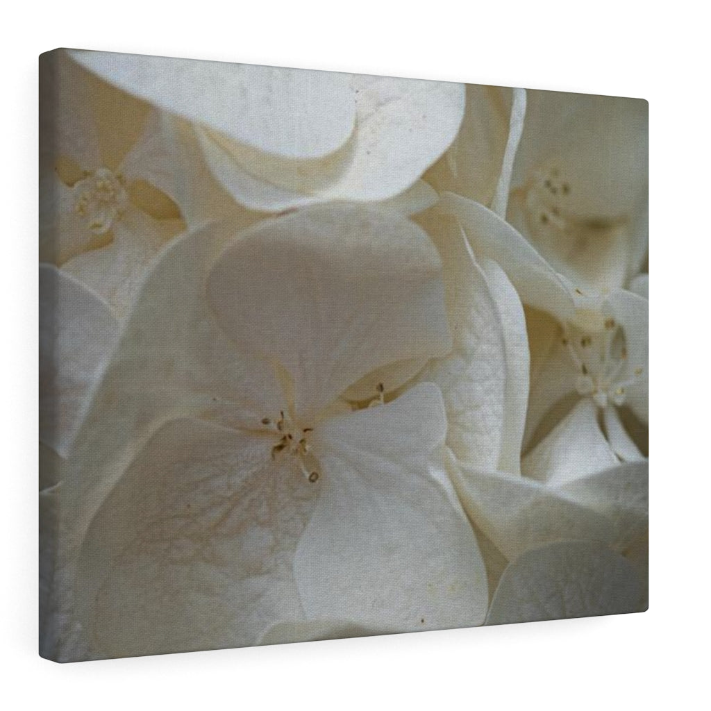 White Hydrangea Detail - Canvas