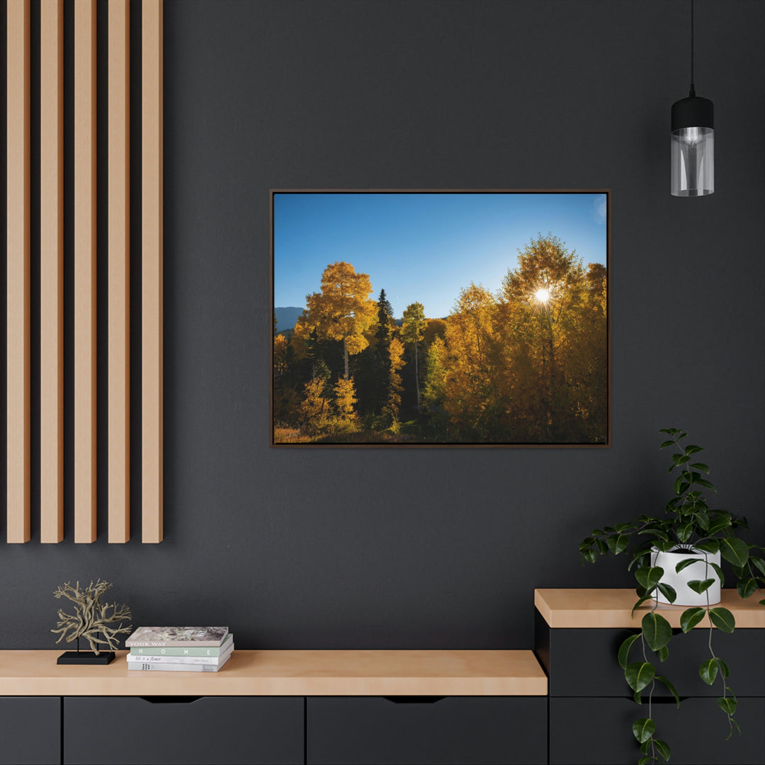 Sun Through the Aspens - Canvas with Frame