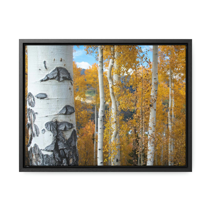 Aspens Changing - Canvas with Frame