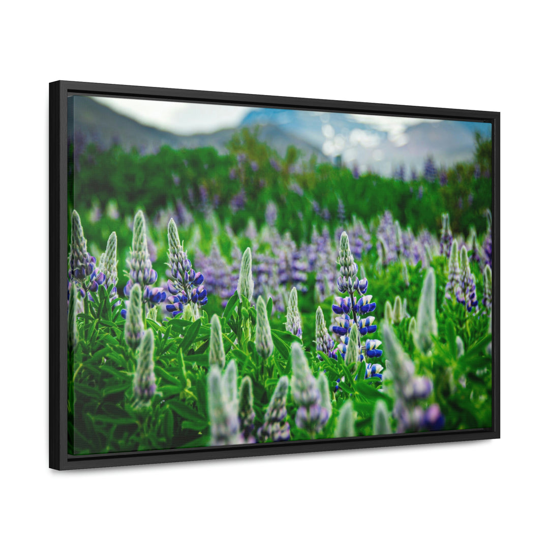 Glowing Lupin with Mountains - Canvas with Frame