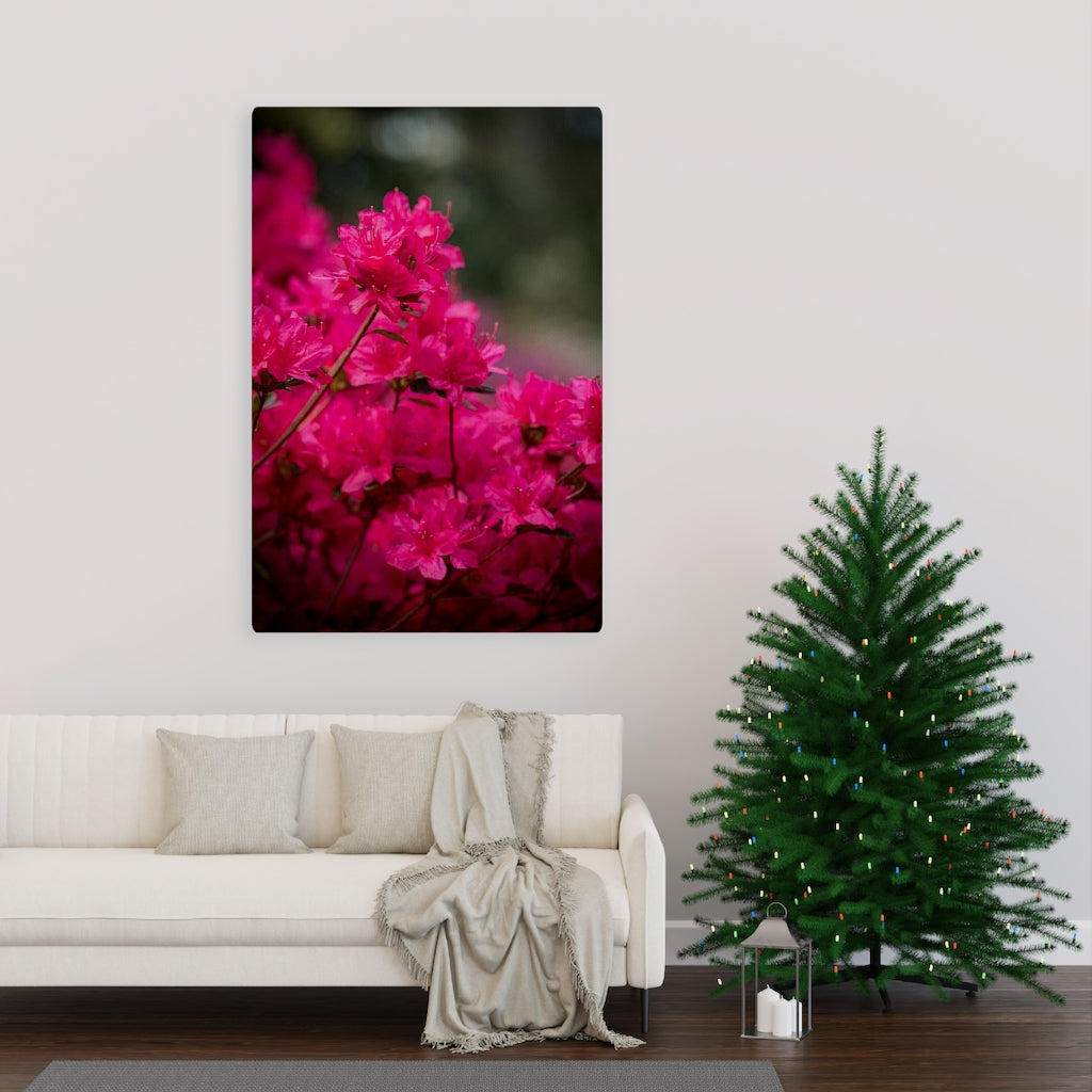 Full Bloom - Canvas