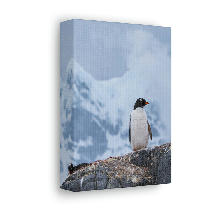 Poised Penguin - Canvas