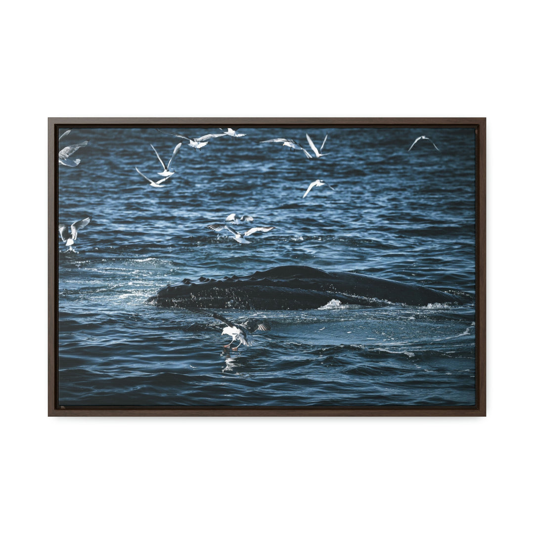 Humpback Hello - Canvas with Frame