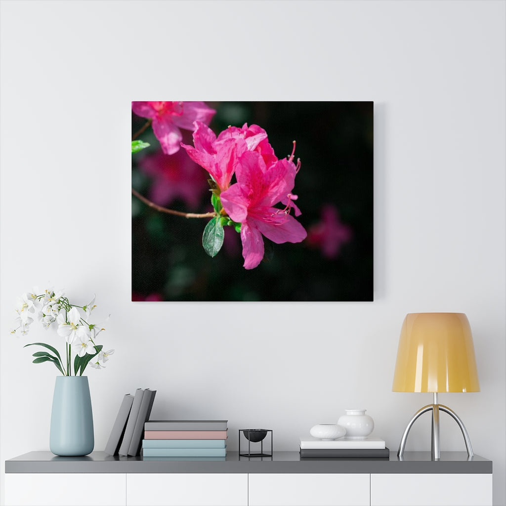 Standout Azalea - Canvas