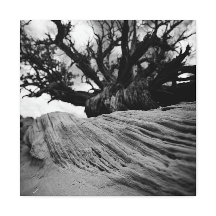 Desert Reach in Black and White - Canvas