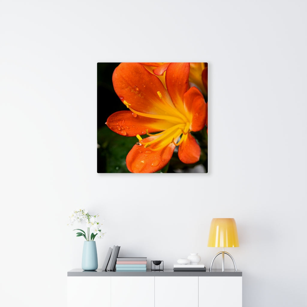 Bright Bush Lily - Canvas