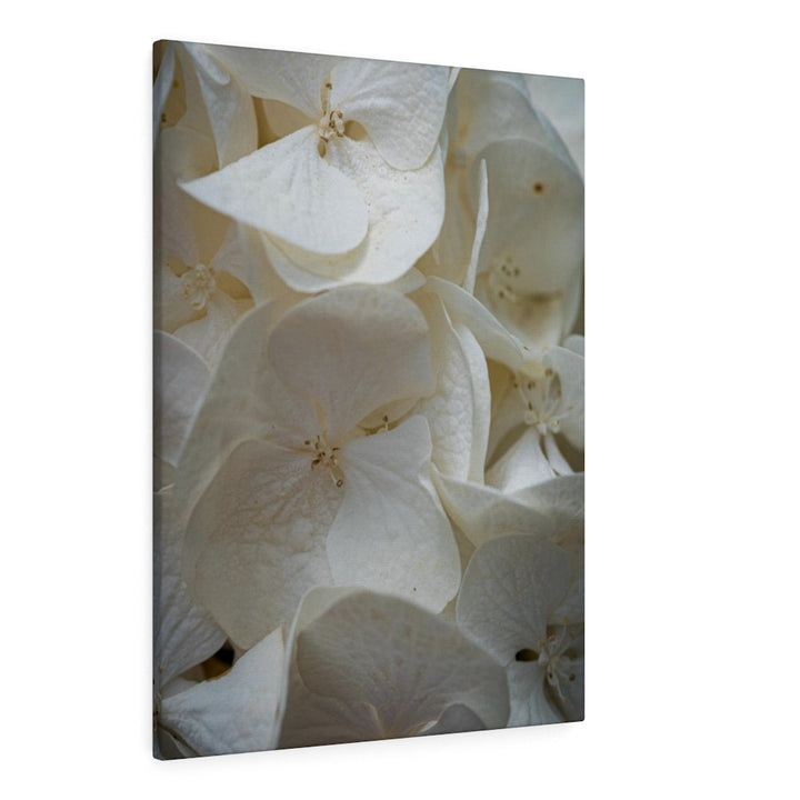 White Hydrangea Detail - Canvas