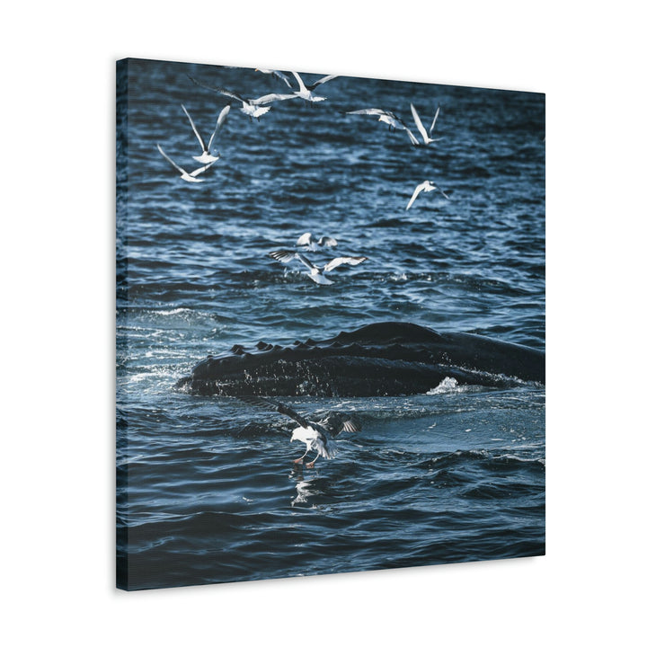 Humpback Hello - Canvas