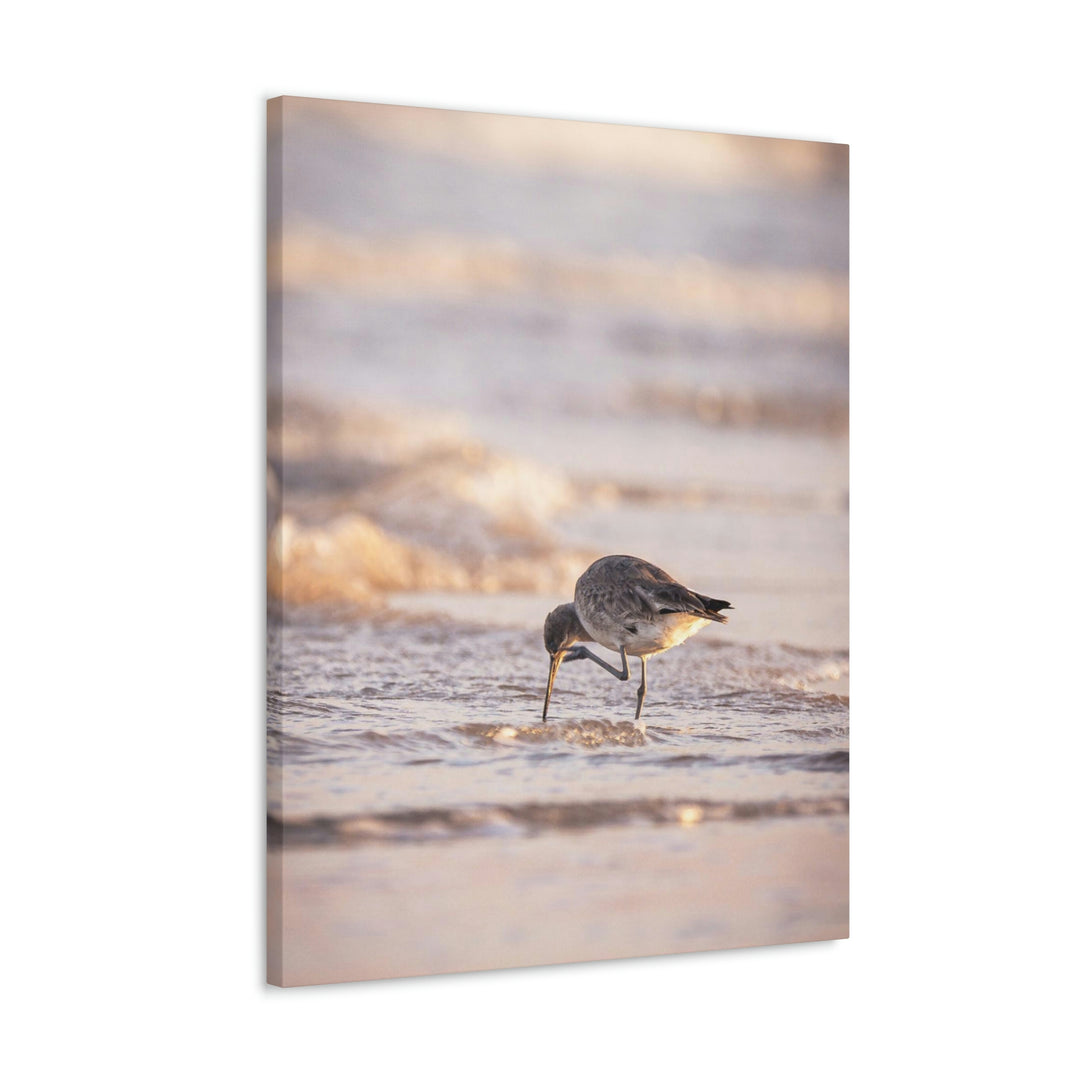 Willet Itch - Canvas