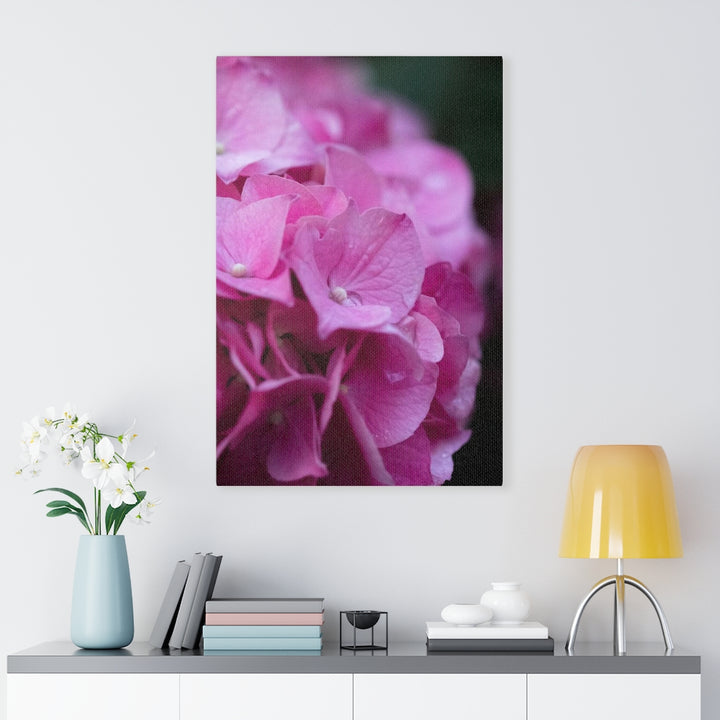 Pink Hydrangea Detail - Canvas