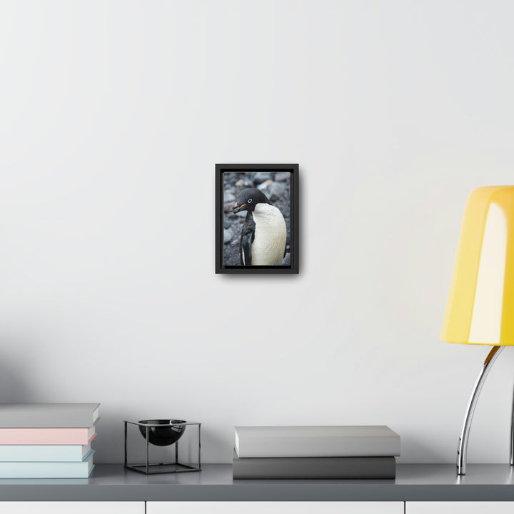 A Penguin's Pebble - Canvas with Frame