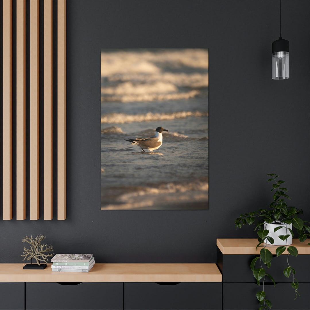 Laughing Gull in the Surf - Canvas