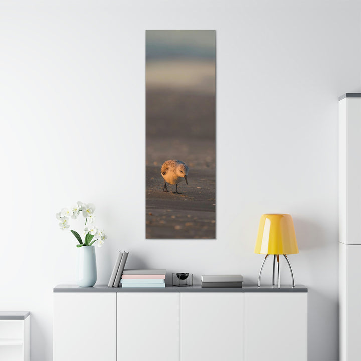 Feeding Sanderling - Canvas