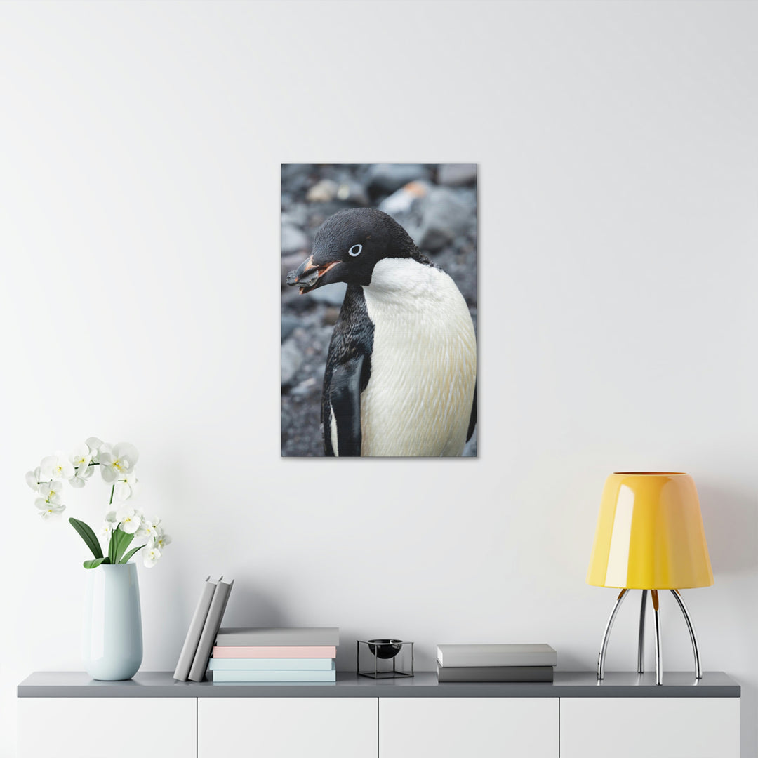 A Penguin's Pebble - Canvas