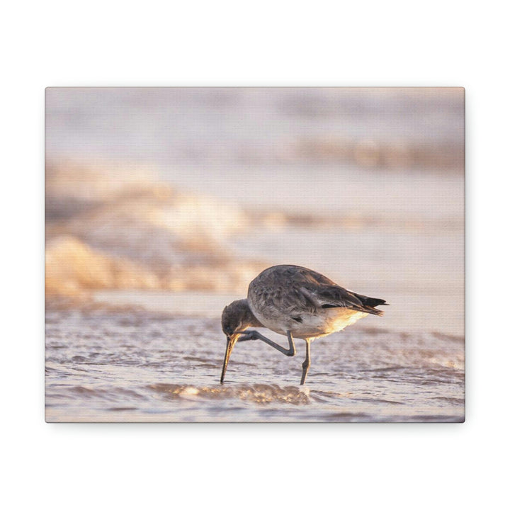 Willet Itch - Canvas